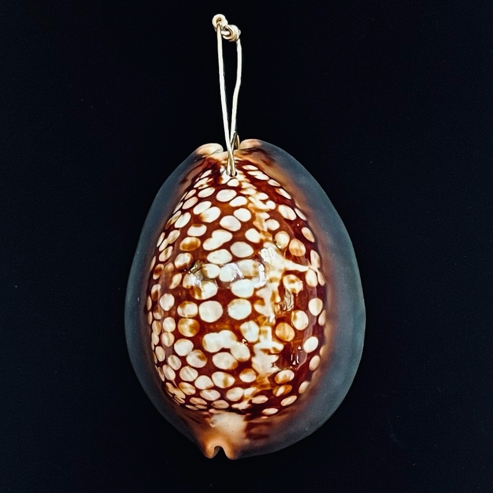 Humpback Cowry Shell Pendant Gold‎ Wire Bail EUC
